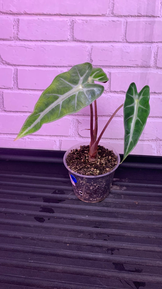 Alocasia bambino green (2in)