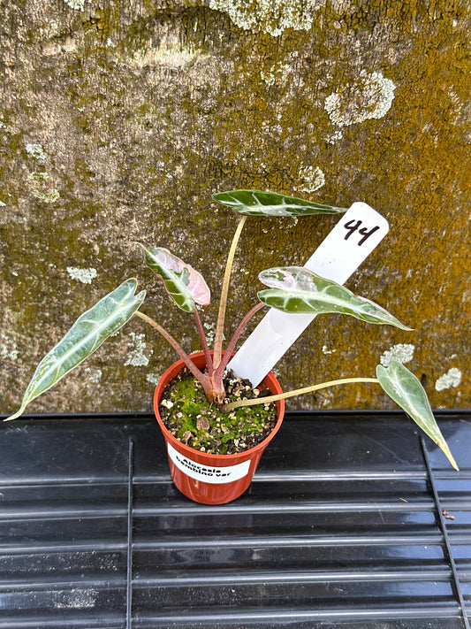 Alocasia bambino variegated (2 in)