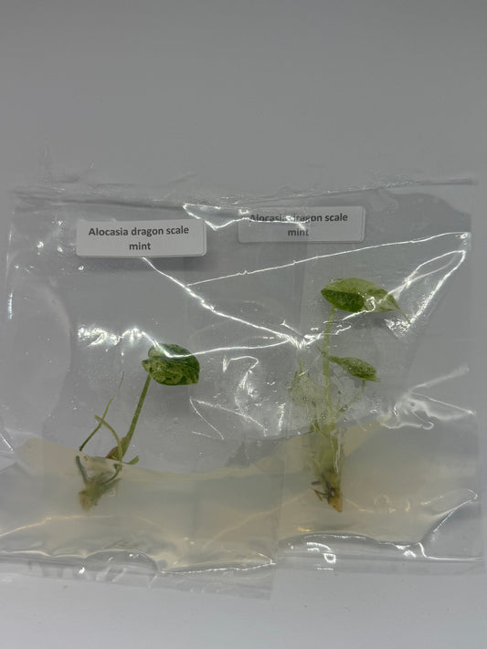 Alocasia dragon scale mint - 1 tissue culture plantlet