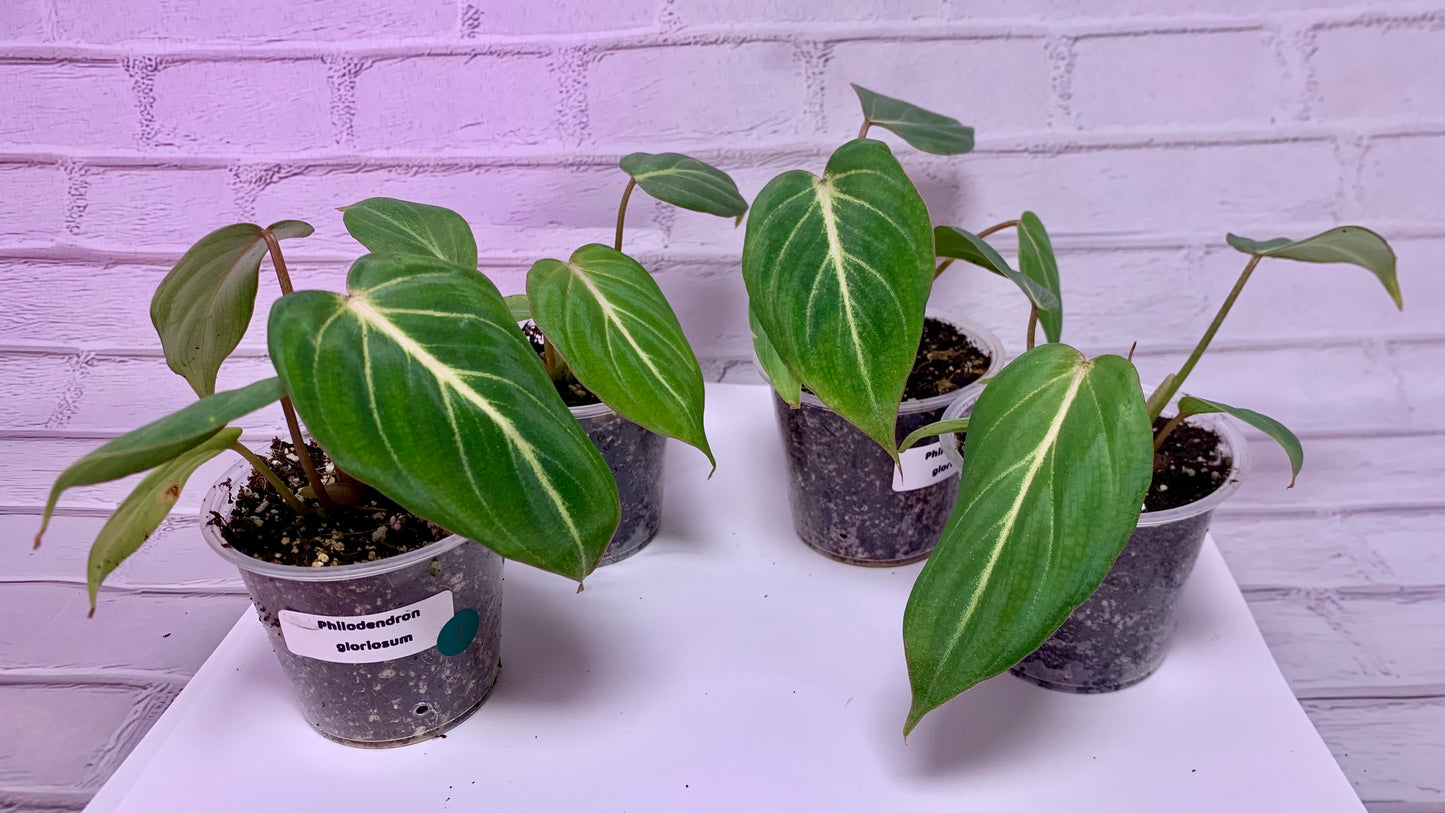 Philodendron gloriosum (2in)