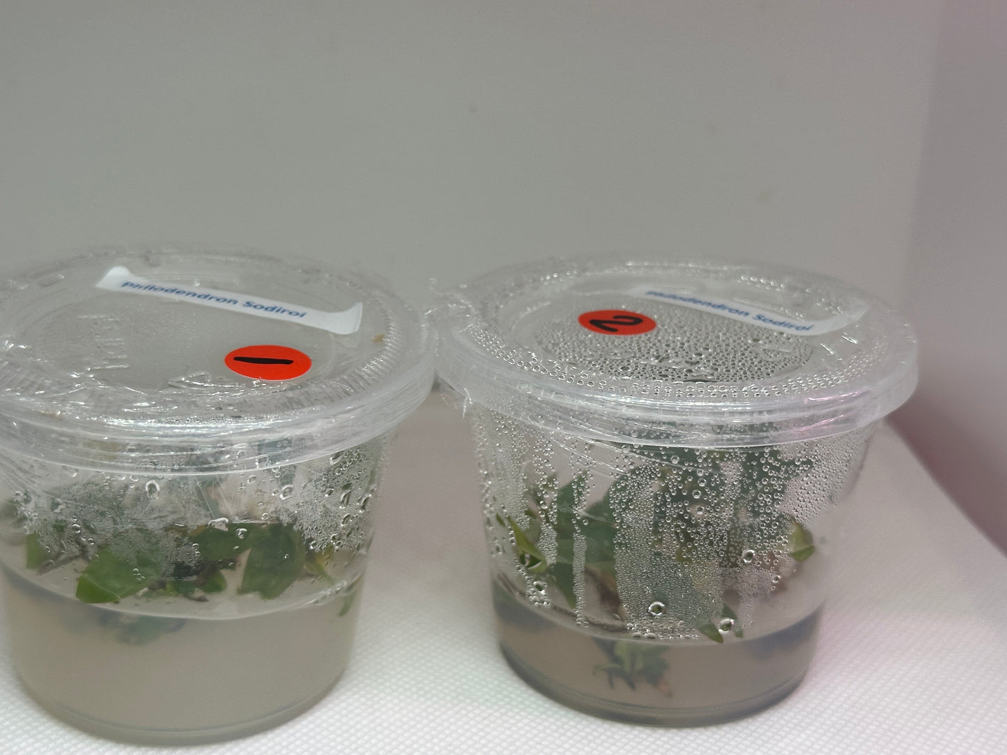 Philodendron sodiroi - 5 tissue culture plantlets