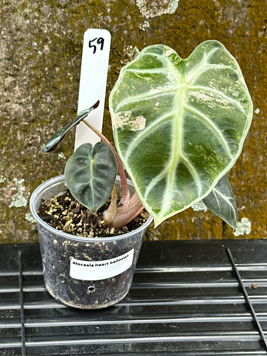 Alocasia heart balloon variegated (2in)
