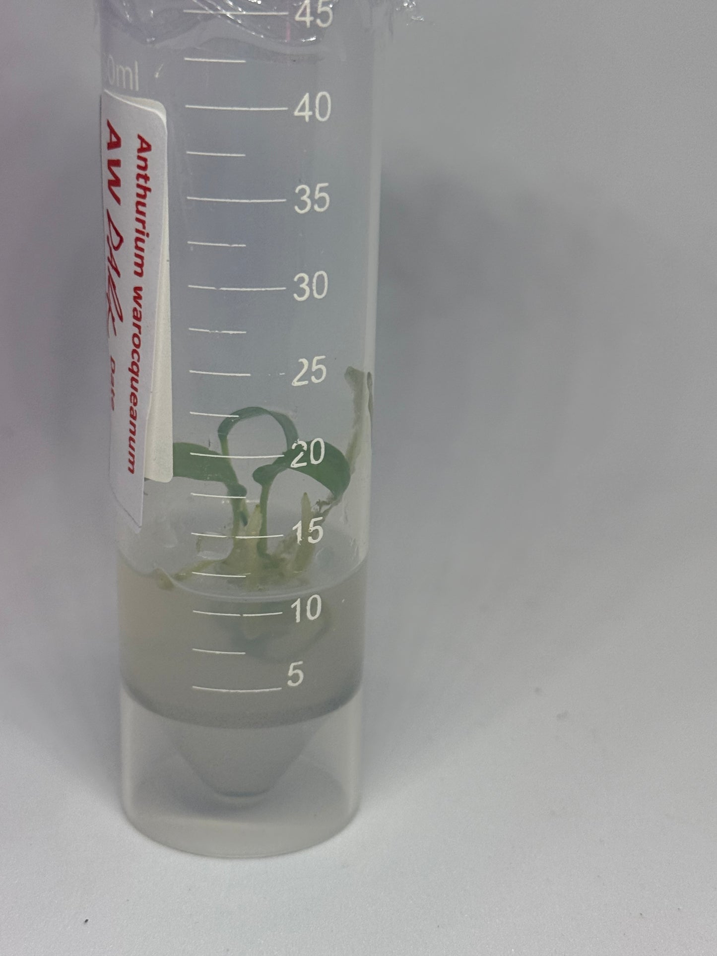 Anthurium warocqueanum (dark form)- 1 tissue culture plantlet