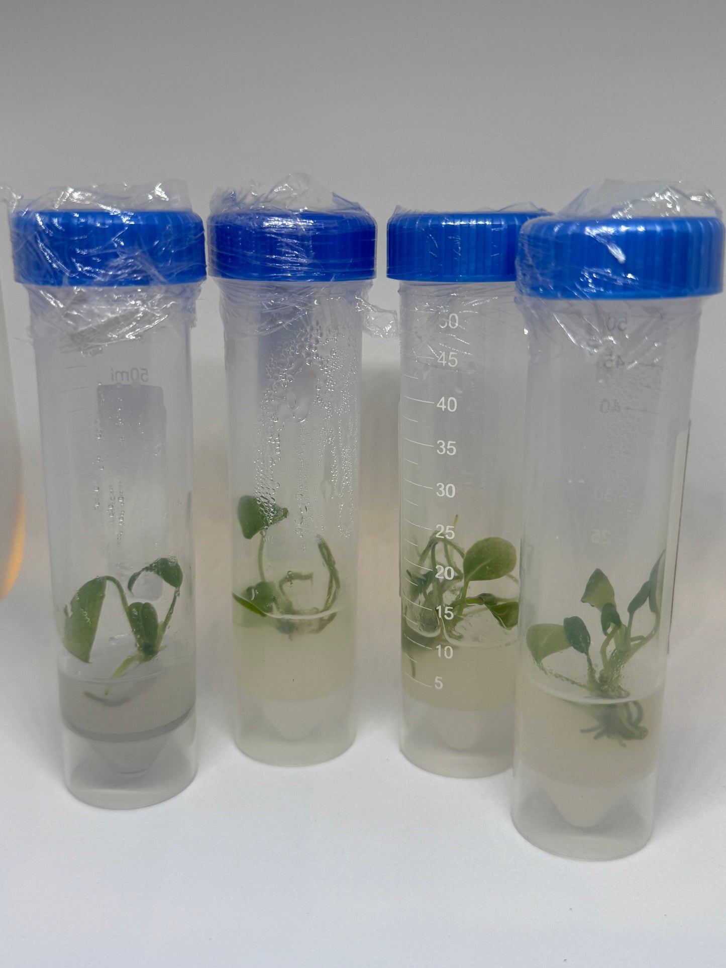 Anthurium warocqueanum - tissue culture plantlet