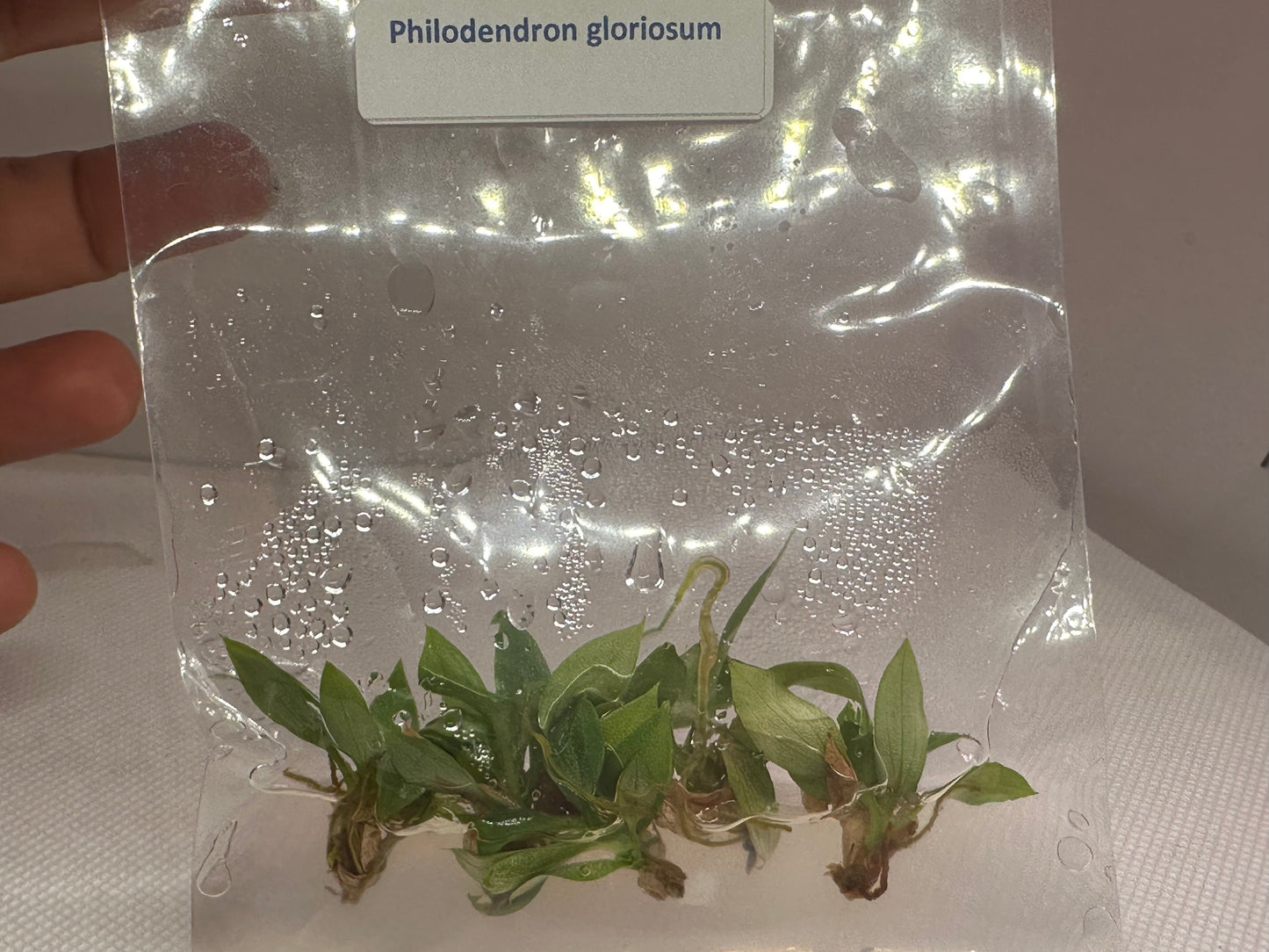 Philodendron gloriosum - 5 tissue culture plantlets