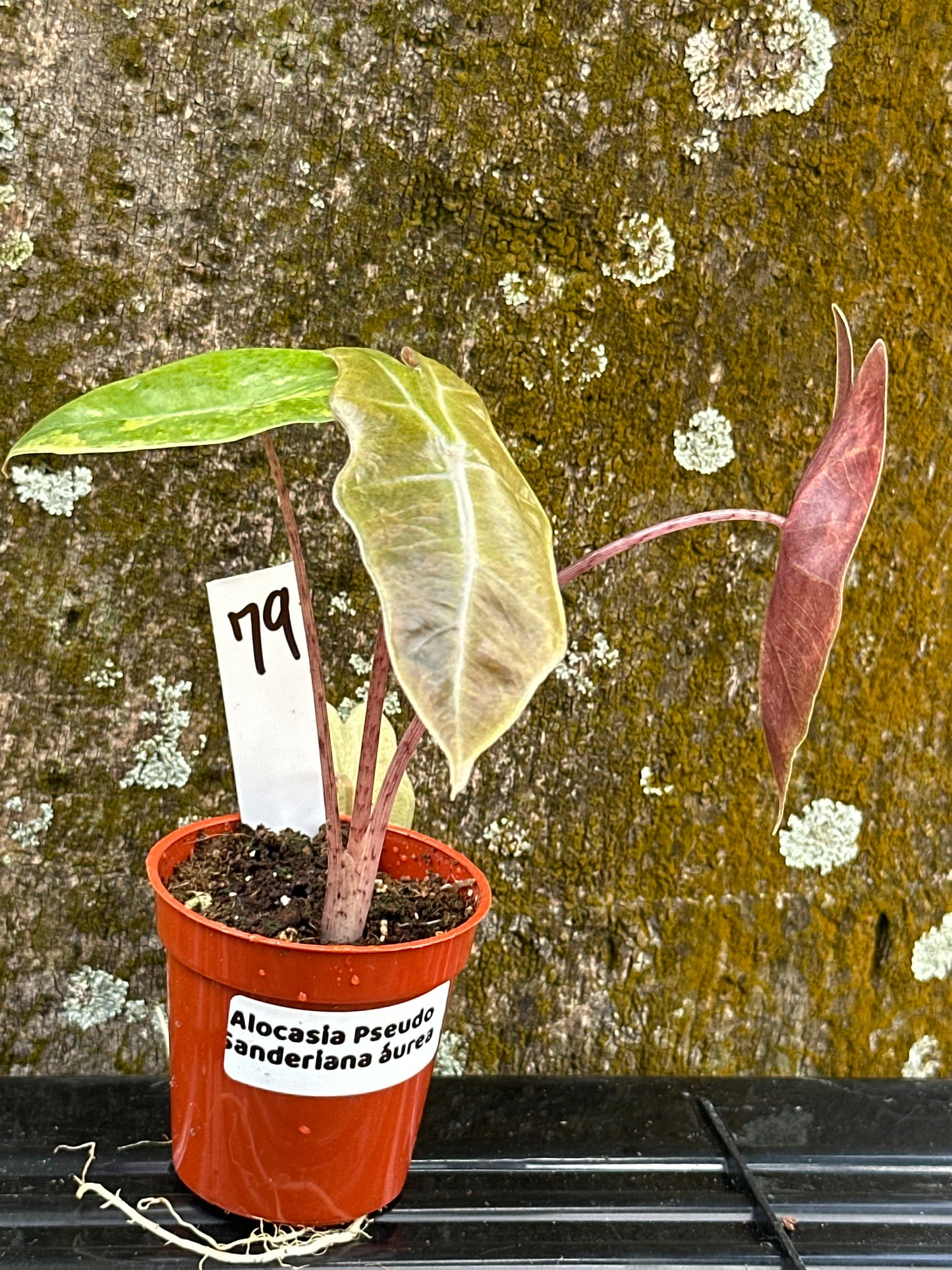 Alocasia pseudosanderiana aurea (2in)