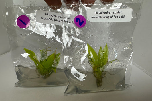 Philodendron golden crocodile (Ring of Fire Gold) - 1 tissue culture plantlet