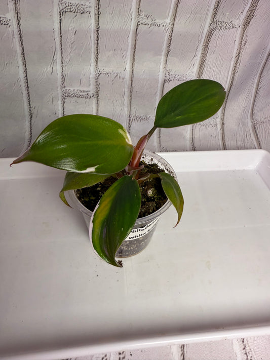 Philodendron white knight (2in)
