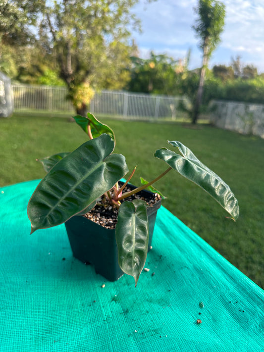 Philodendron billetiae (4in)