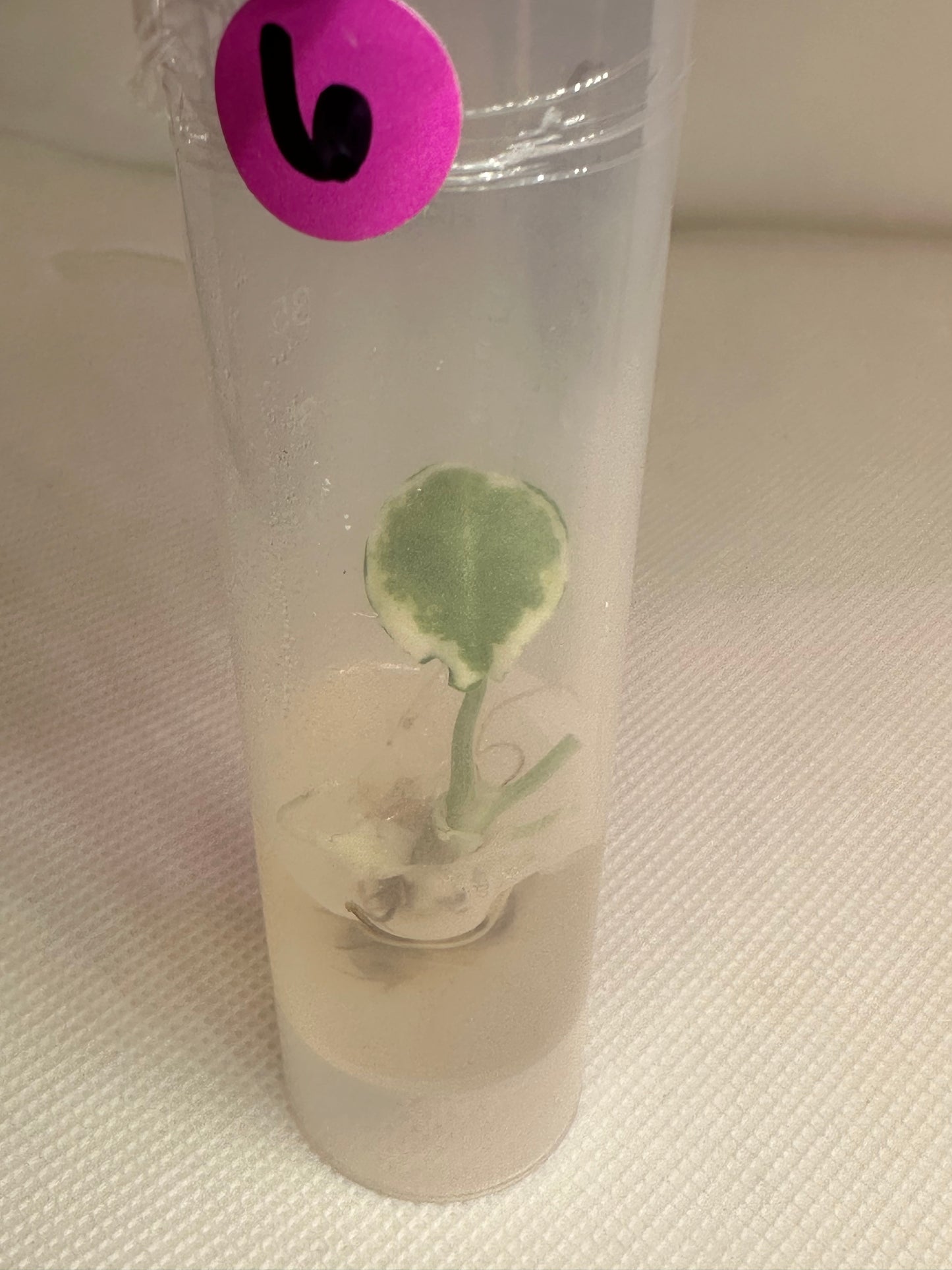 Alocasia ninja albo - 1 tissue culture plantlet