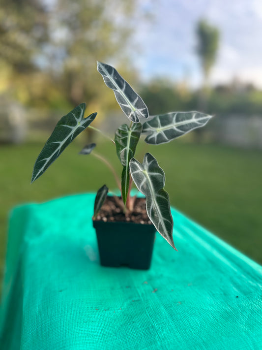 Alocasia bambino green (4in)