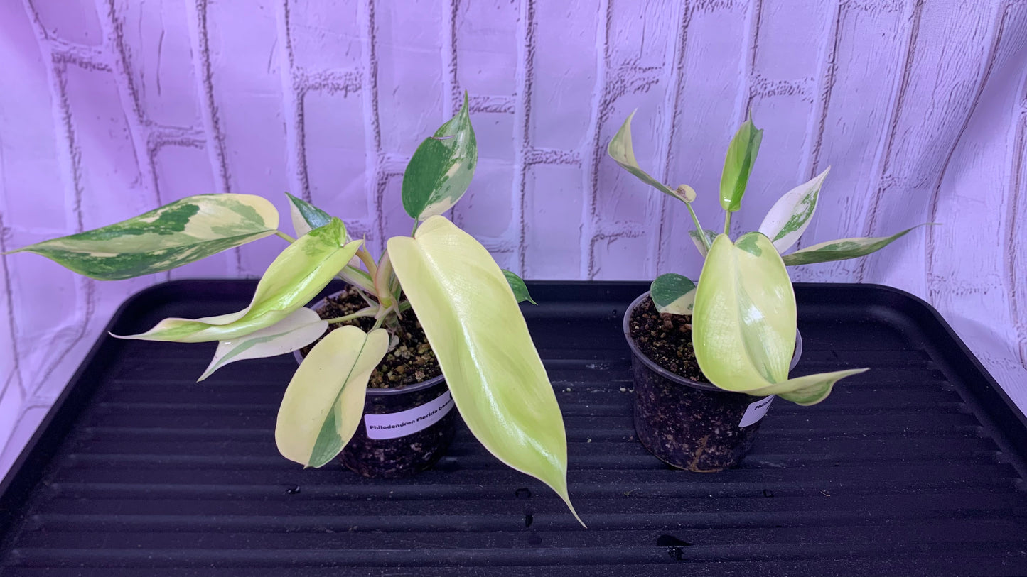 Philodendron Florida beauty (2in)