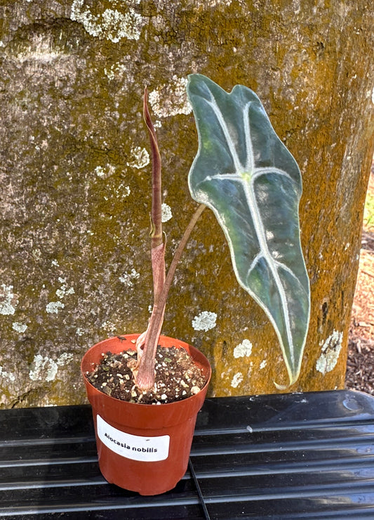 Alocasia nobilis (2in)