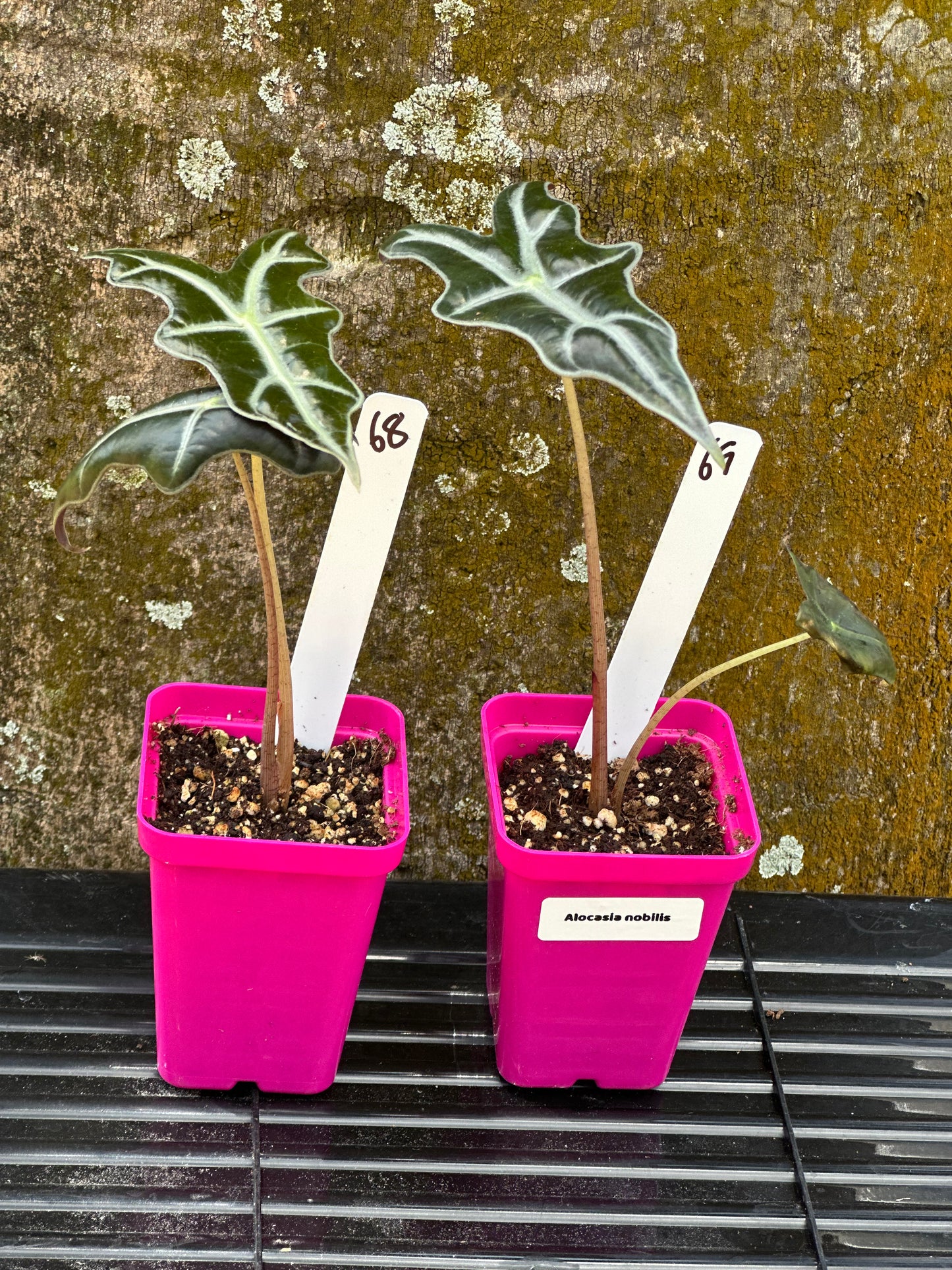 Alocasia nobilis (2in)