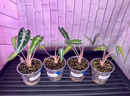 Alocasia bambino green (2in)