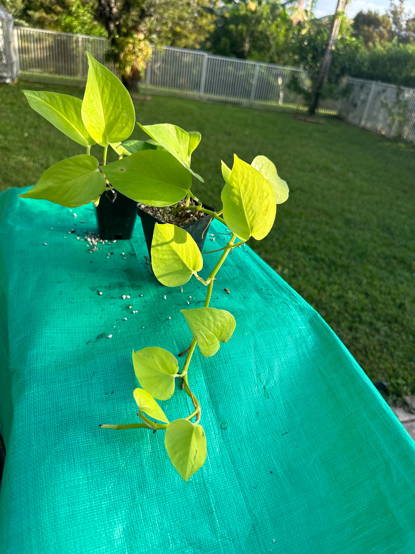 Neon Pothos (2in)