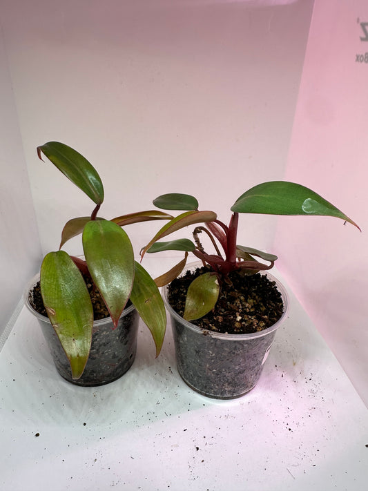 Philodendron red emerald (2in)