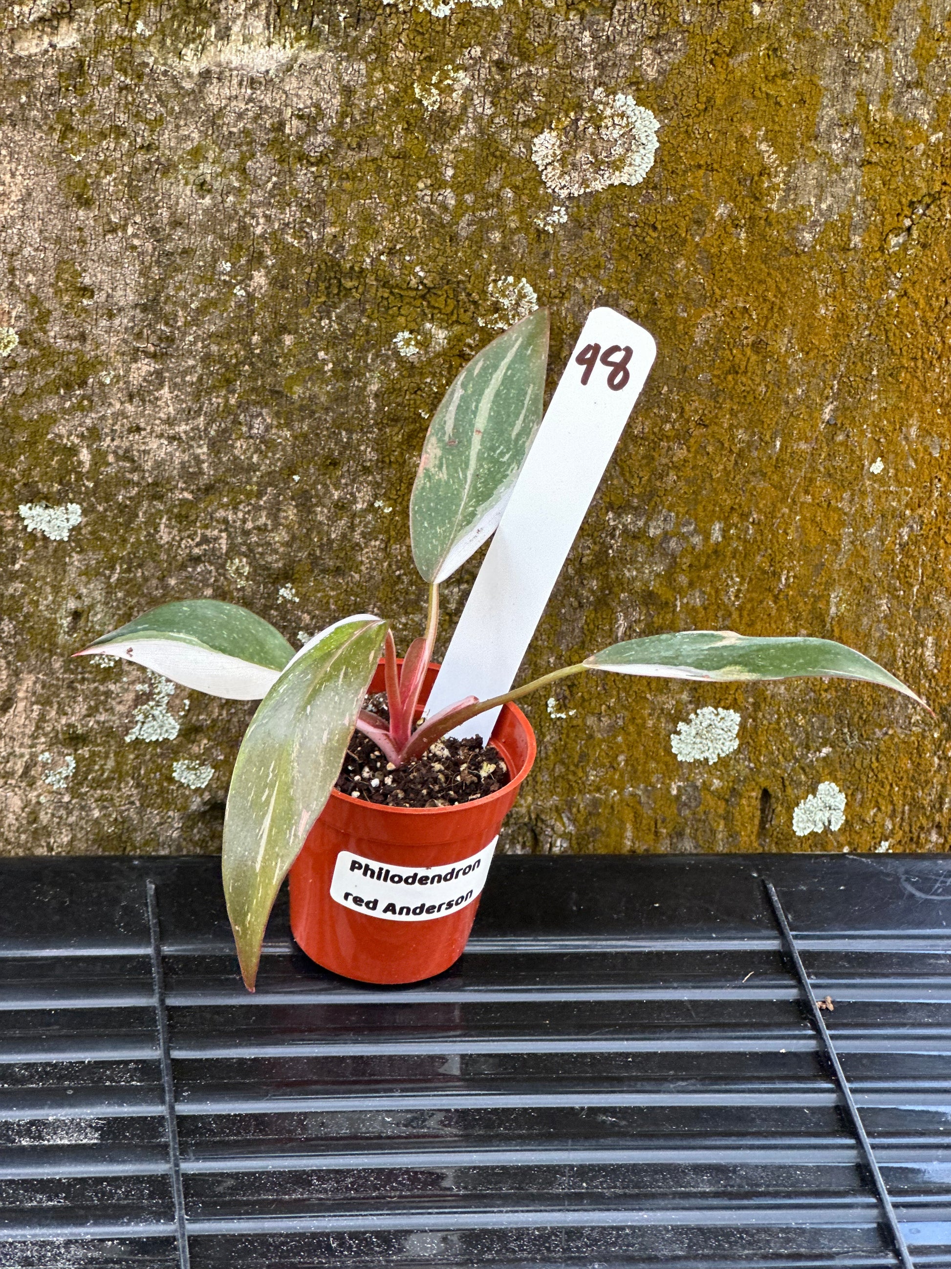 red anderson philodendron Philodendron red anderson marble (2in) – The House Jungle
