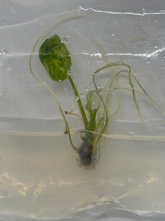 Alocasia sinuata variegated- 1 tissue culture plantlet