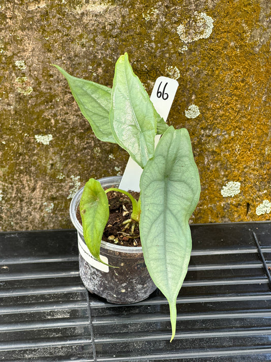 Alocasia dragon breath (2in)