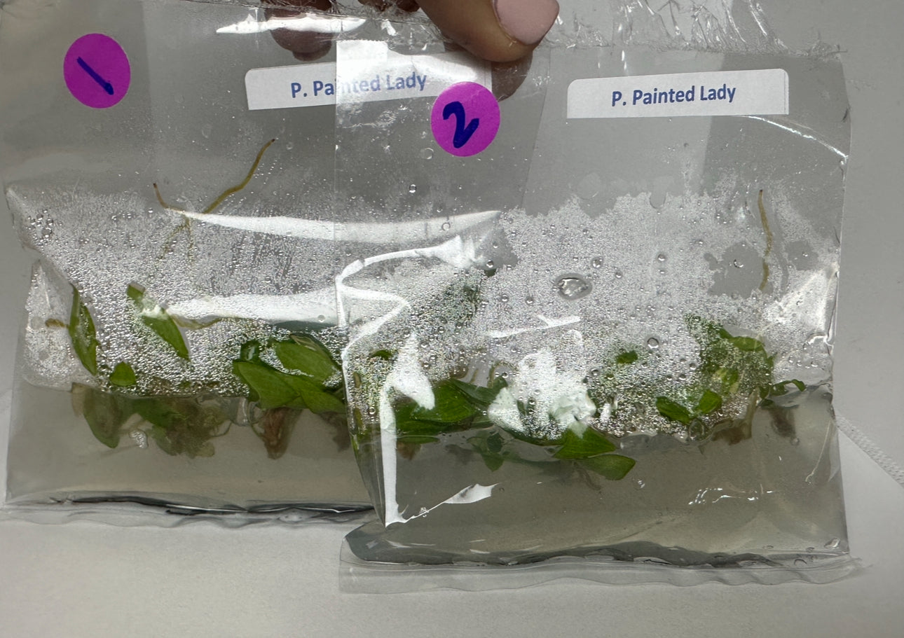 Philodendron painted lady - 5 tissue culture plantlets