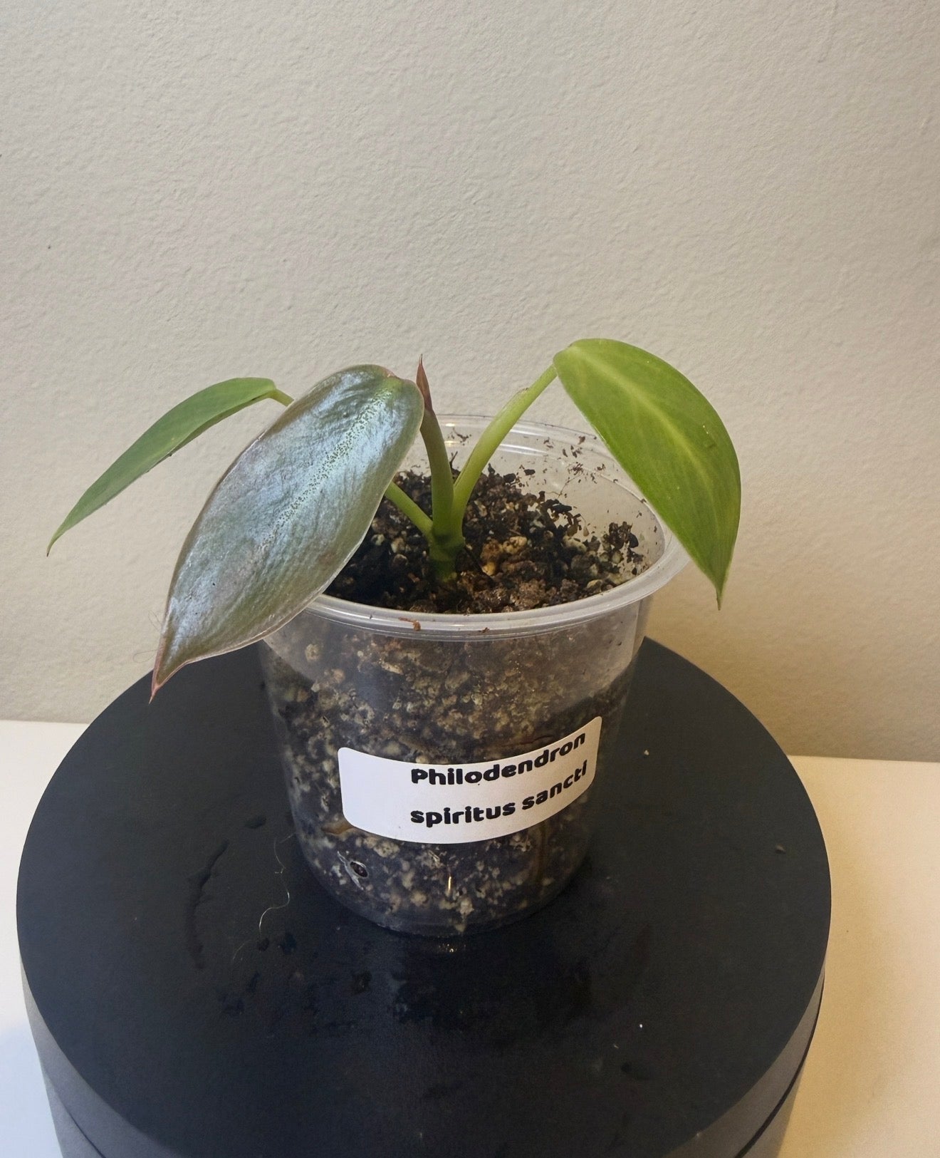 Philodendron spiritus sancti (2in)