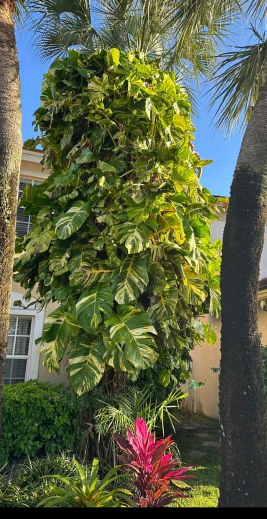 Fresh Giant Hawaiian Pothos cuttings - Get 2+ Giant Hawaiian Pothos Cuttings and You get 2 FREE Cuttings!