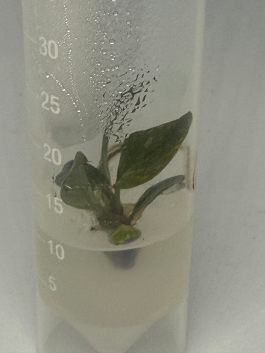 Philodendron orange princess variegated tissue culture