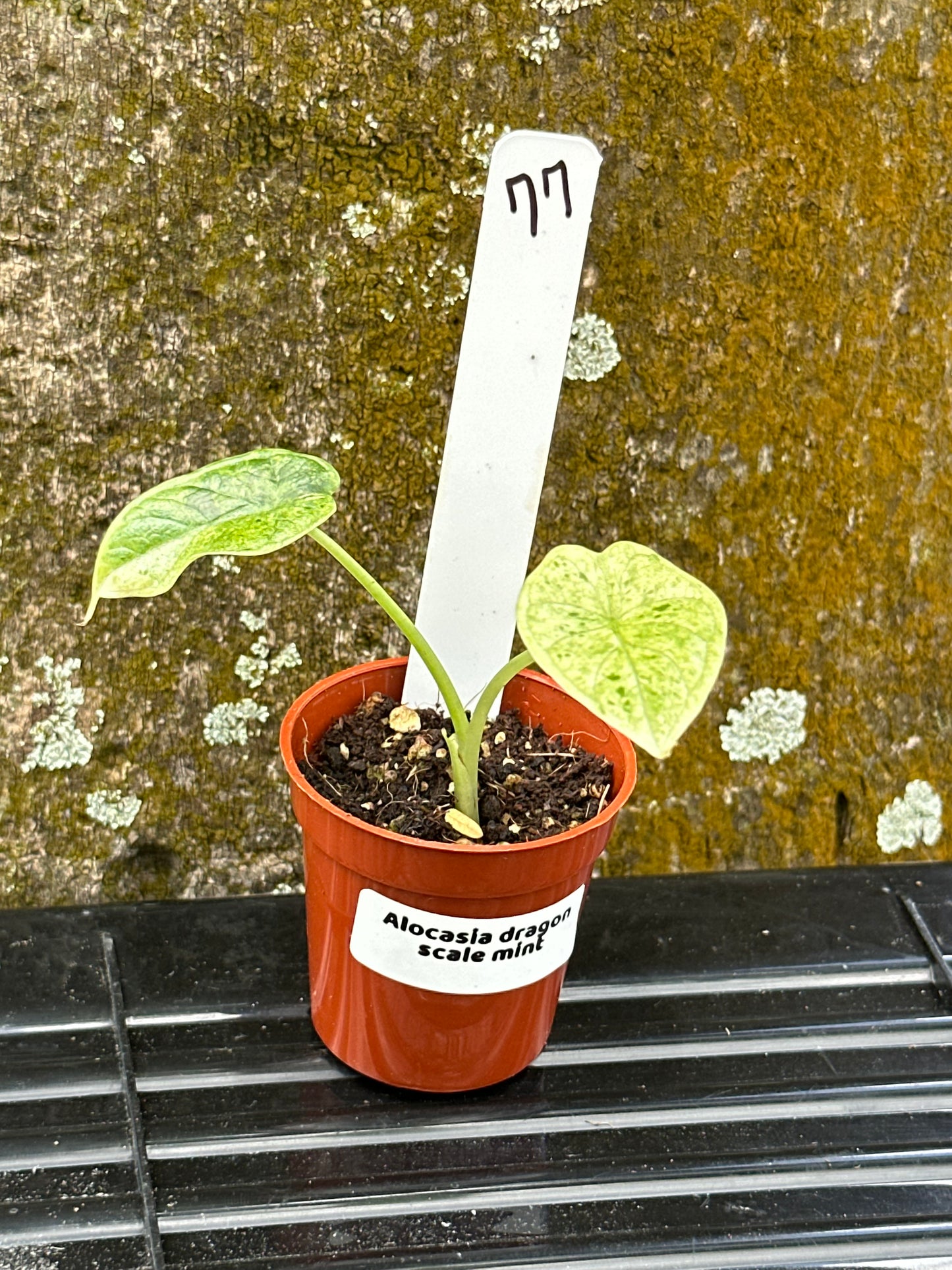 Alocasia dragon scale mint (2in)