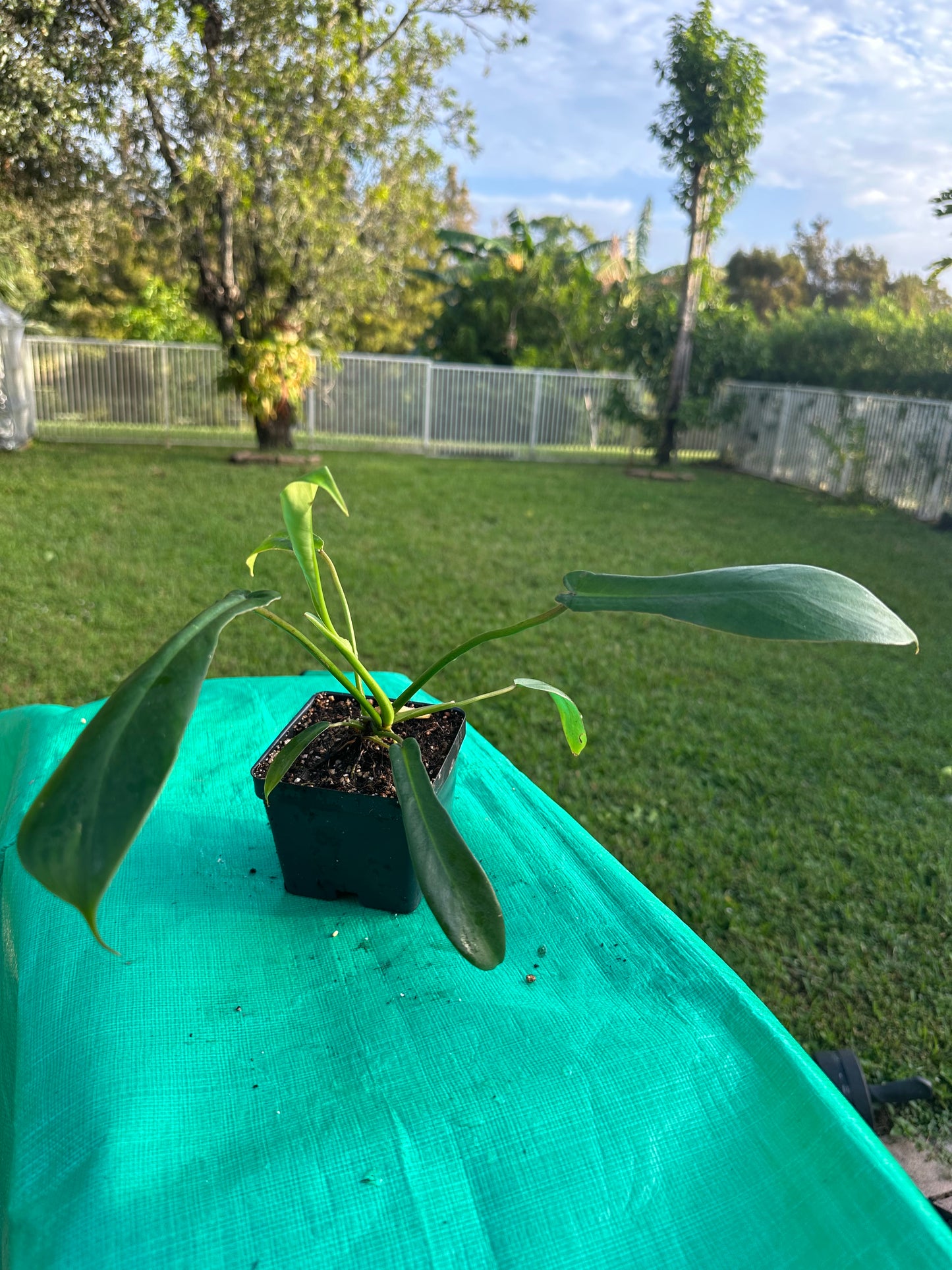 Philodendron joepii (4in)