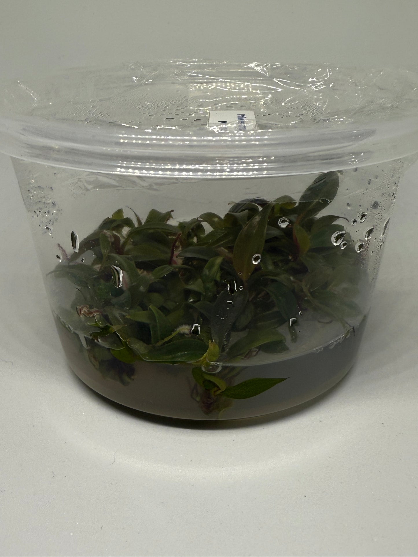 Philodendron orange princess (reverted) - tissue culture plantlets