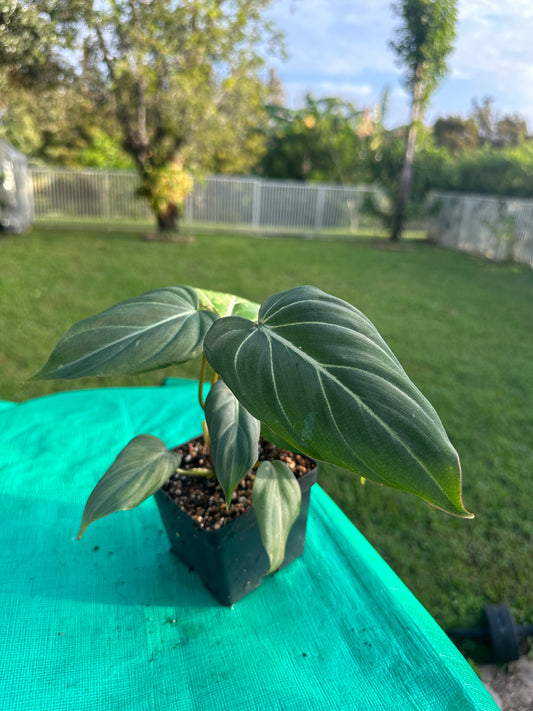 Philodendron gloriosum