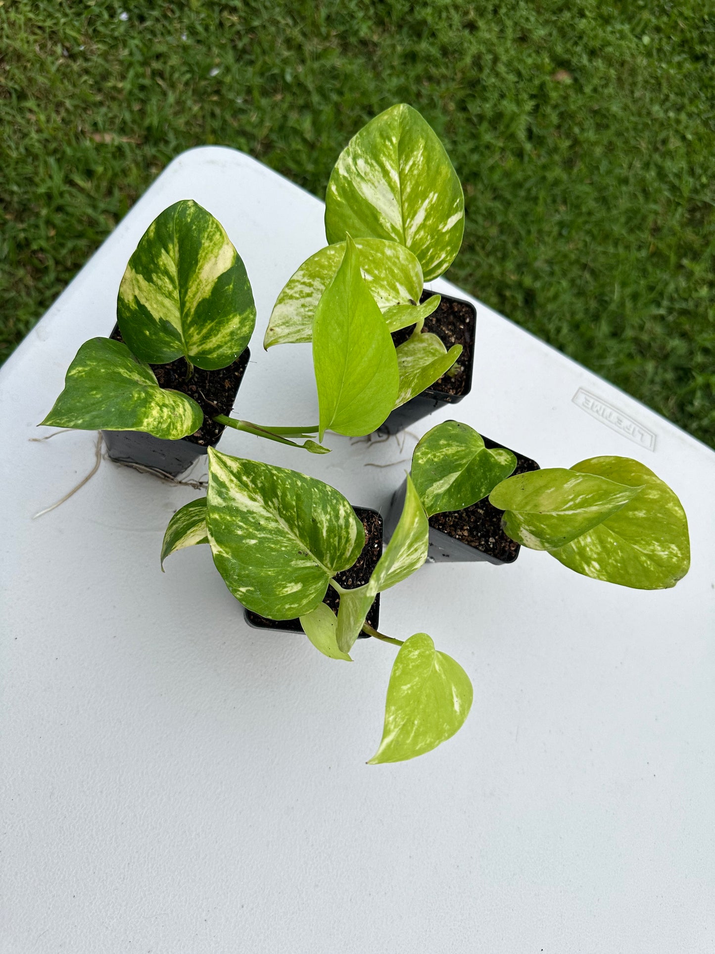 Hawaiian Pothos (2in)