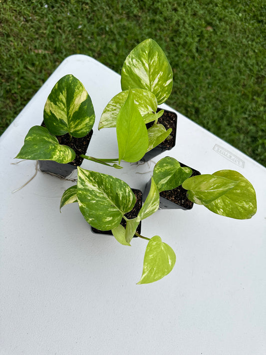 Hawaiian Pothos (2in)