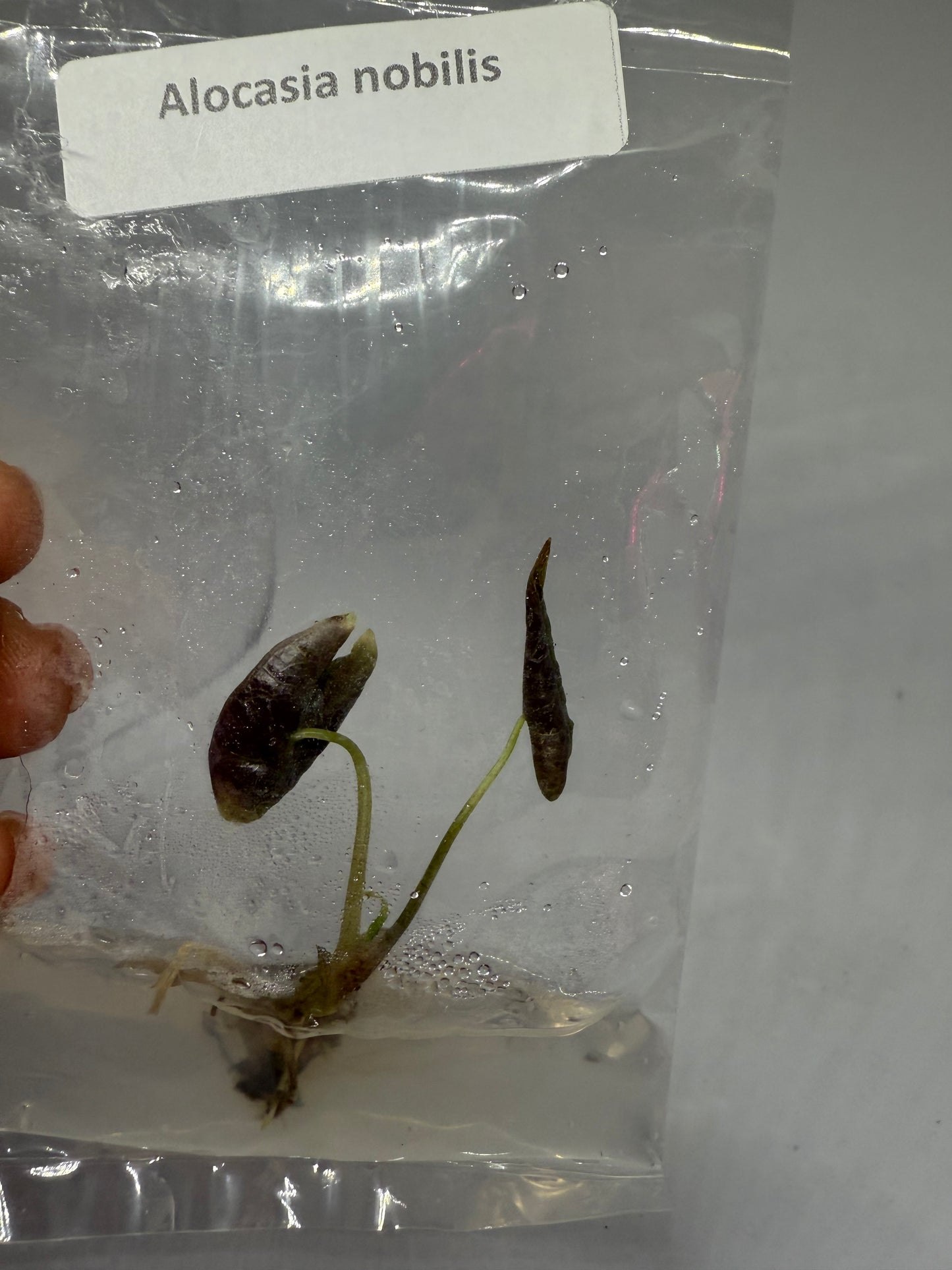 Alocasia nobilis - 1 tissue culture plantlets