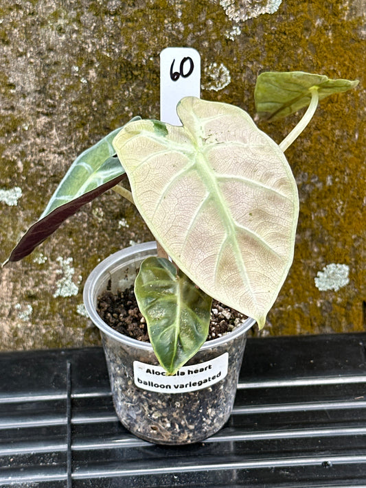 Alocasia heart balloon variegated (2in)