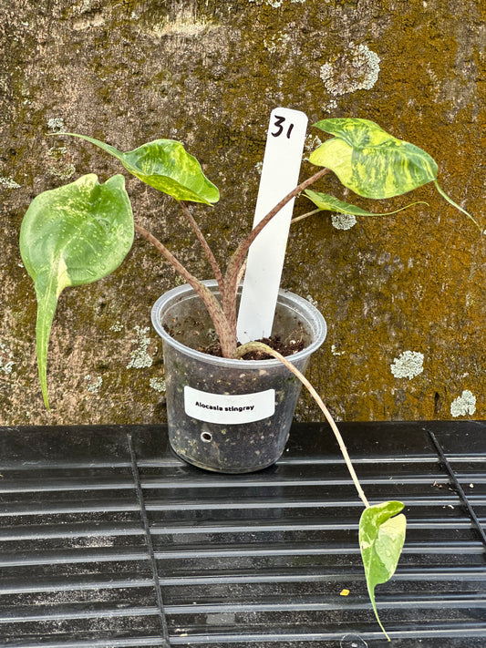 Alocasia stingray aurea (2in)