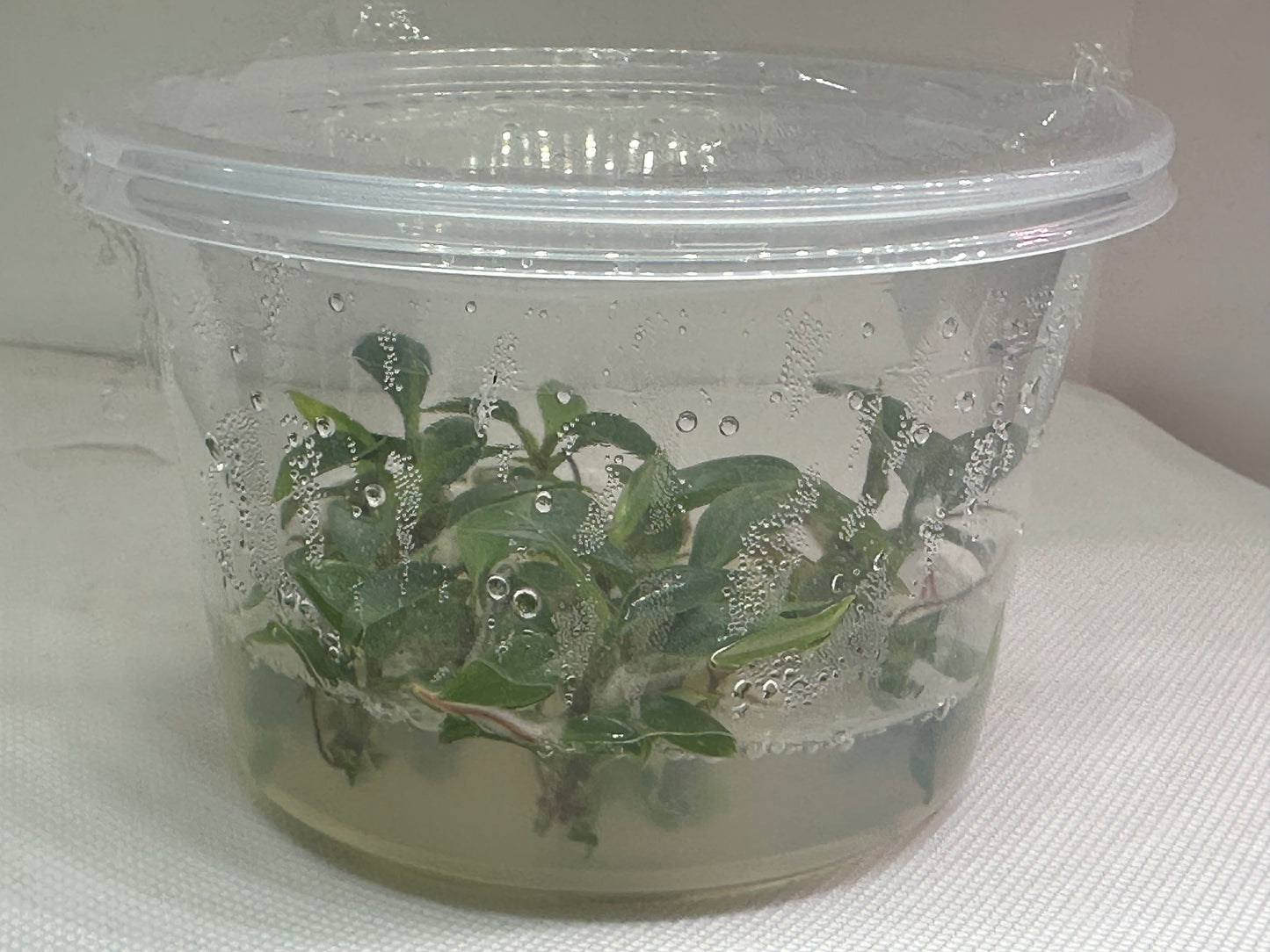 Philodendron sodiroi - 10 tissue culture plantlets