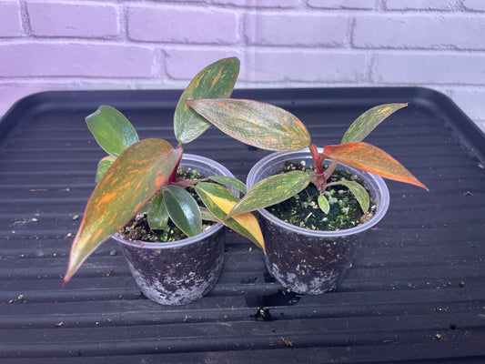 Philodendron orange princess (2in)