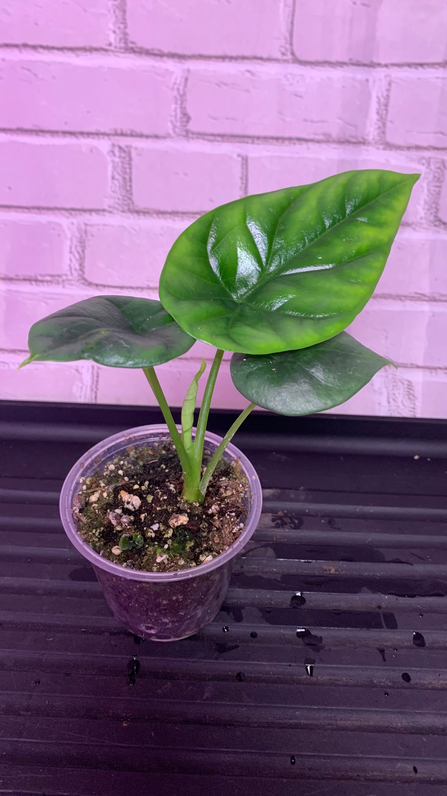 Alocasia sinuata (2in)
