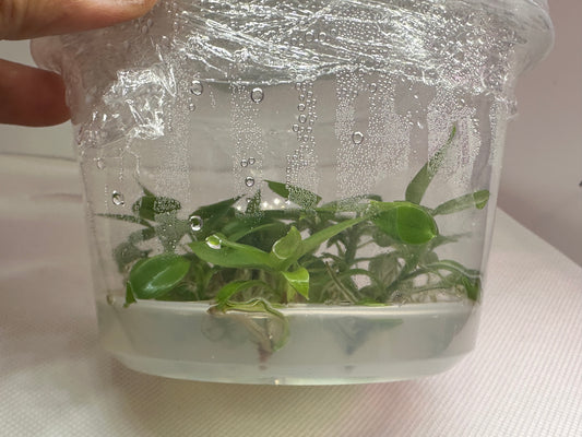 Philodendron Florida green - 10 tissue culture plantlets