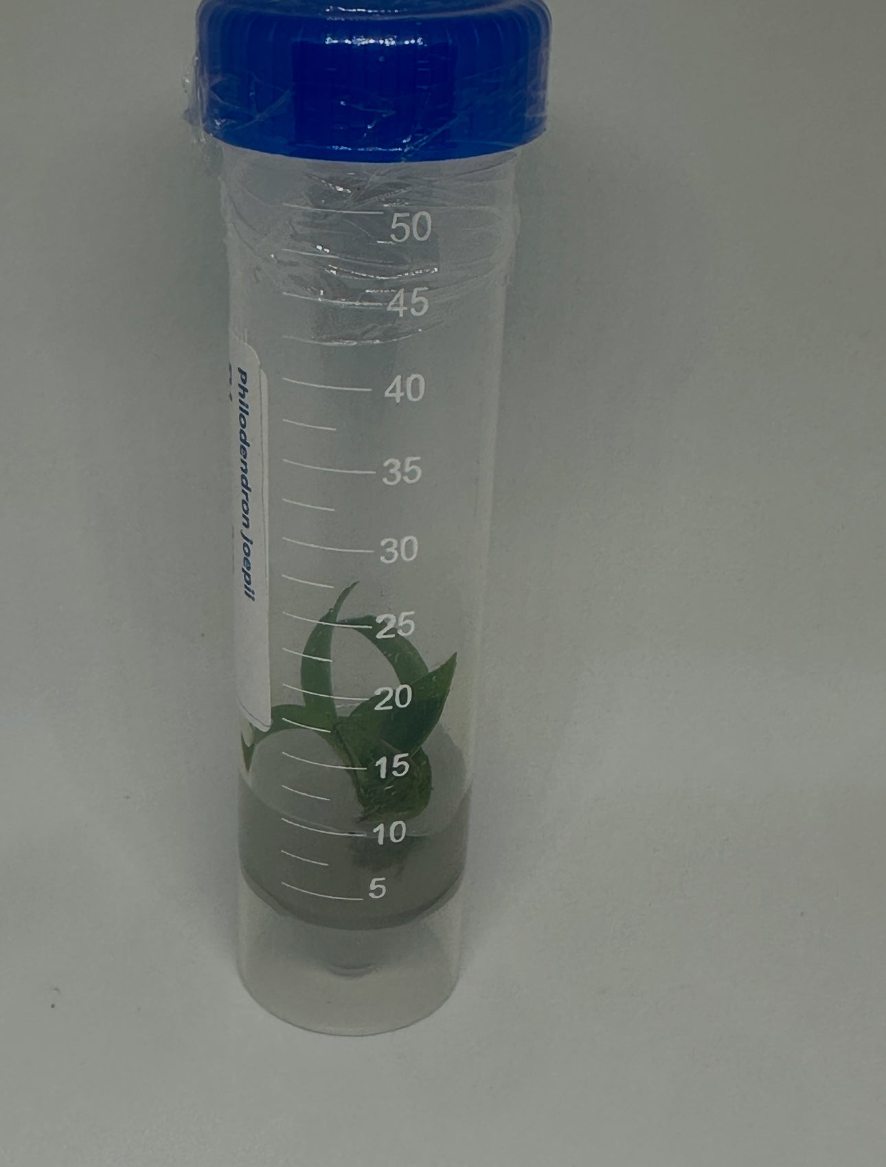 Philodendron joepii tissue culture plantlet