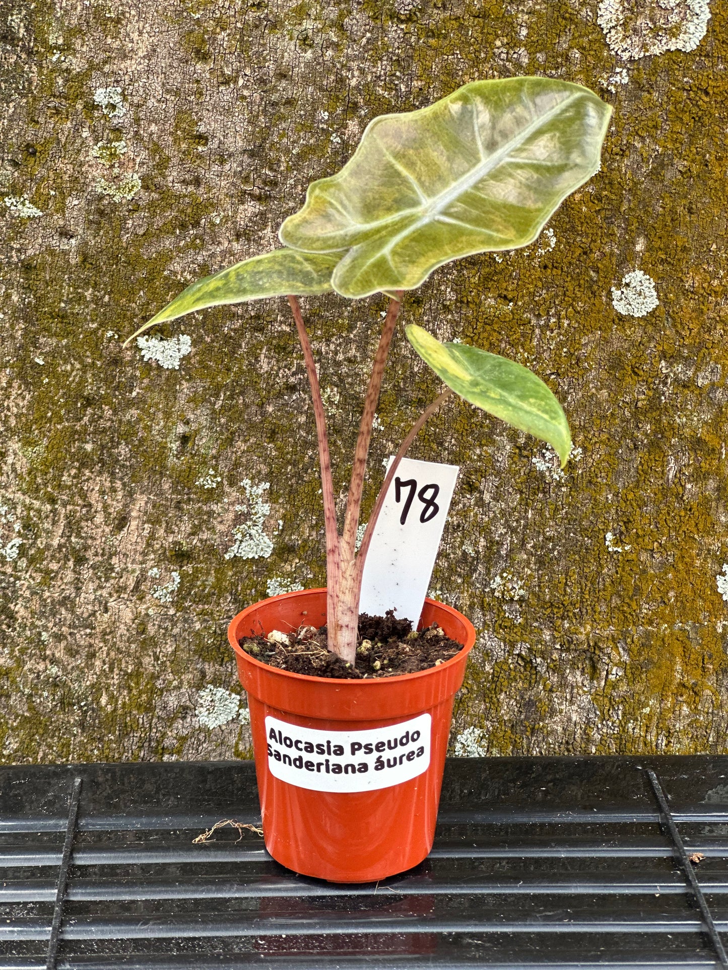 Alocasia pseudosanderiana aurea (2in)