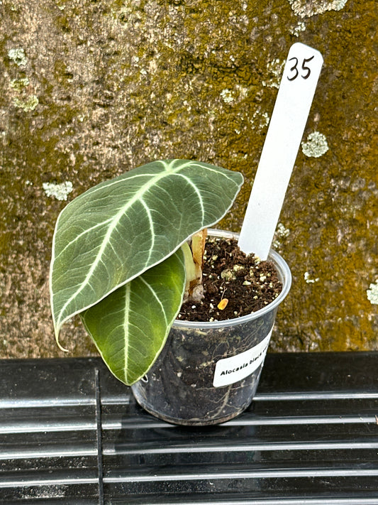 Alocasia black velvet