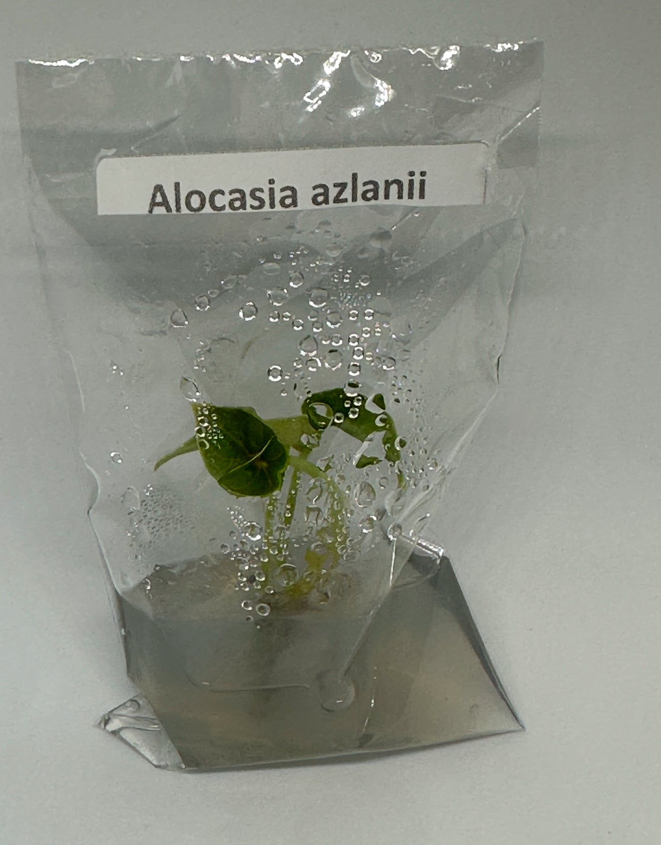 Alocasia Azlanii- 1 tissue culture plantlet