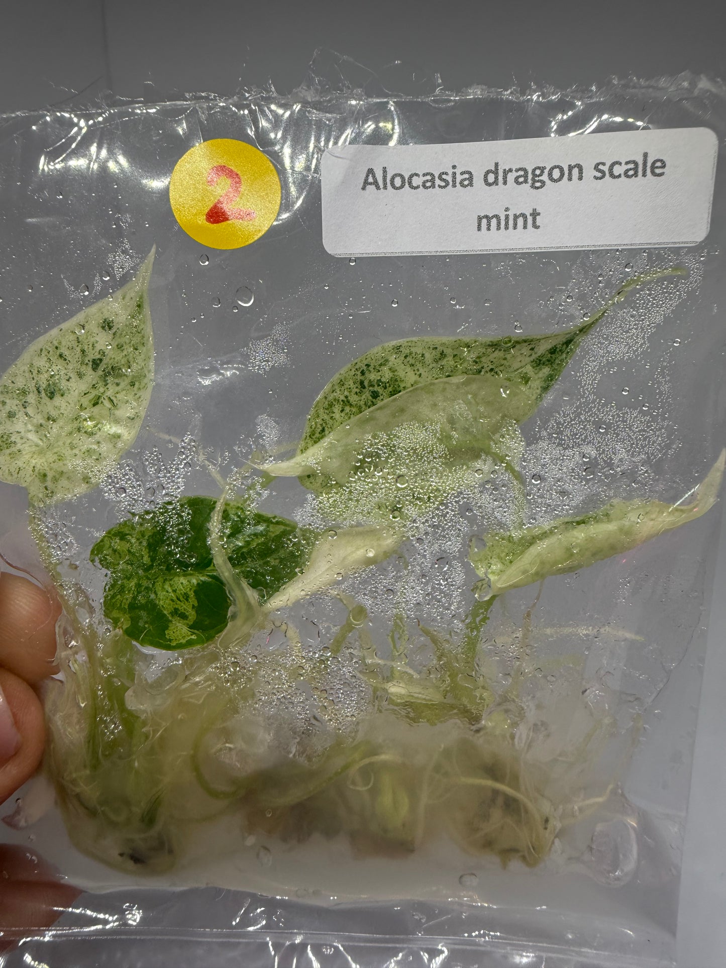 Alocasia dragon scale mint - tissue culture plantlets