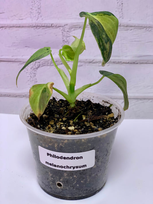 Philodendron melanochrysum variegated (2in)