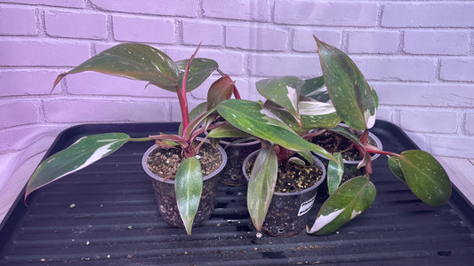 Philodendron red anderson marble (2in)