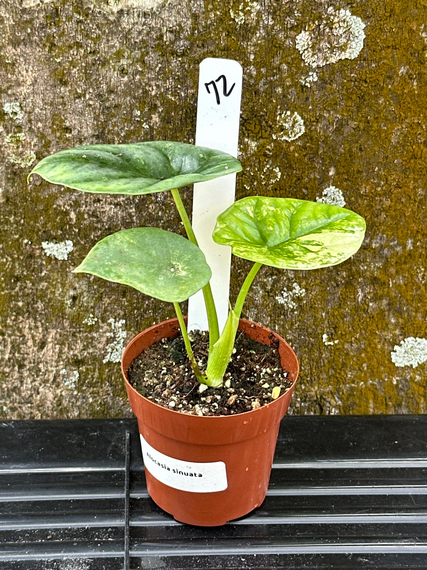 Alocasia dragon scale mint (2in)