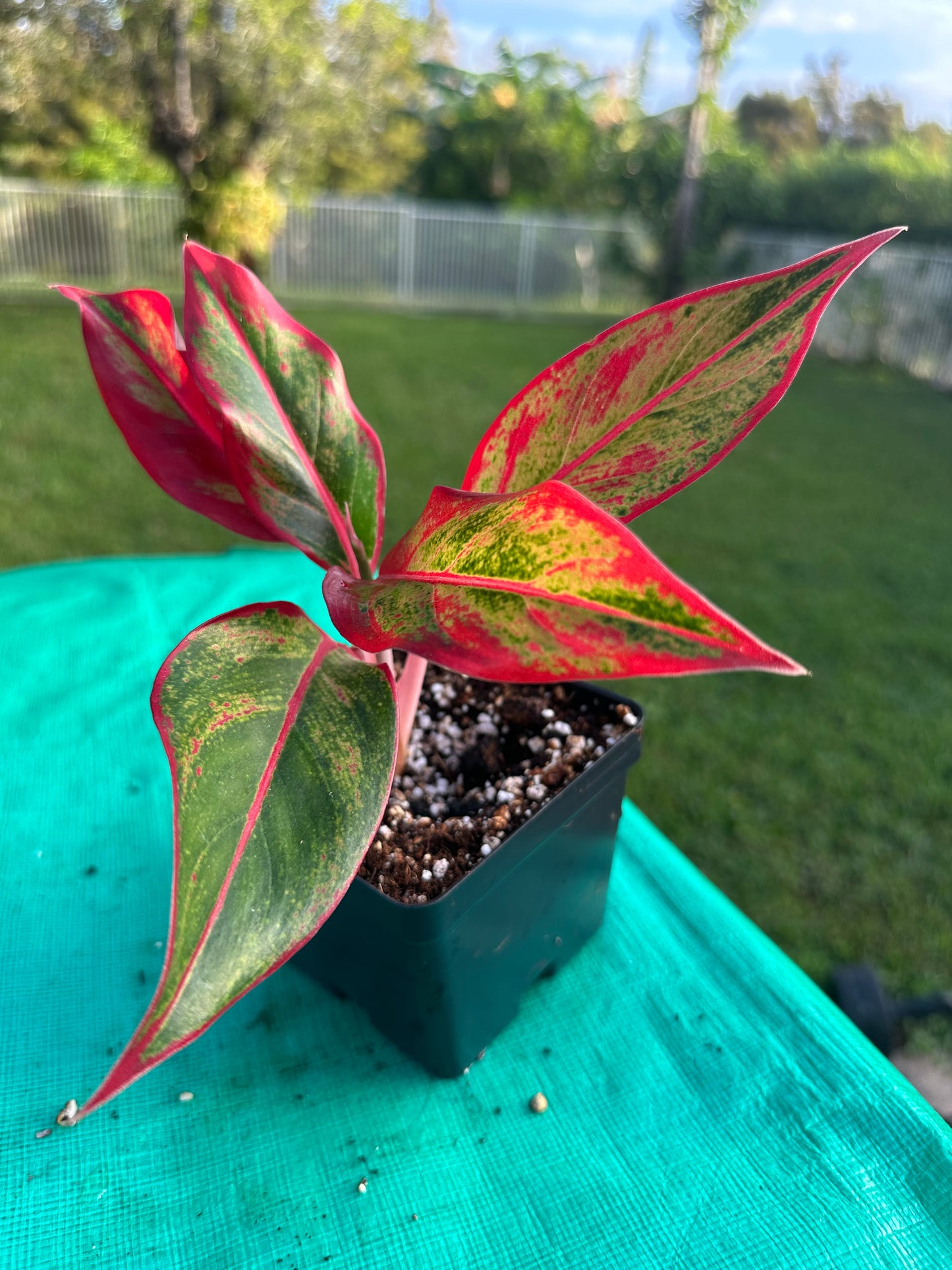 Aglaonema red Siam (4in)